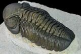 Nice, Austerops Trilobite - Visible Eye Facets #165911-3